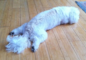 Riley, sprawled on the kitchen floor