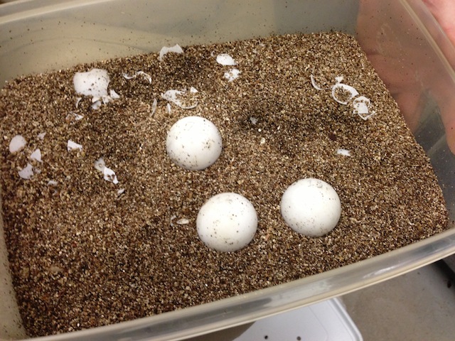 The turtle eggs we were shown. 