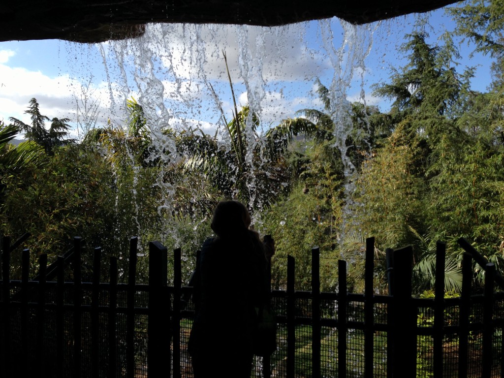 Bella behind the waterfall, part of the new enclosure