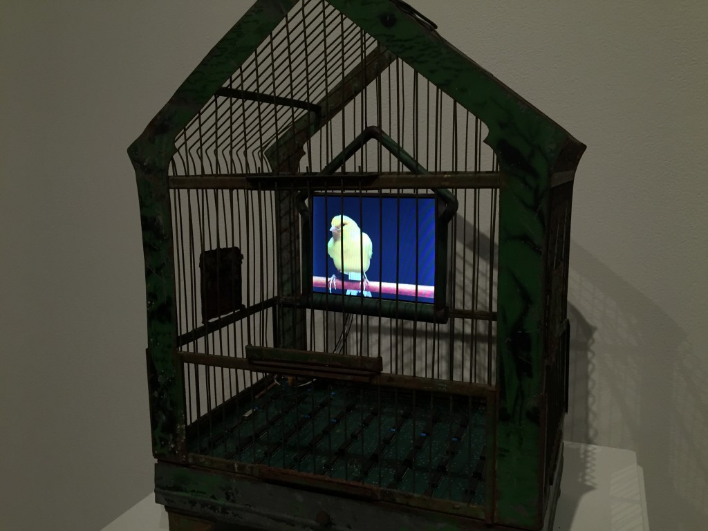 Multimedia piece, a bird in a cage... trapped in a screen